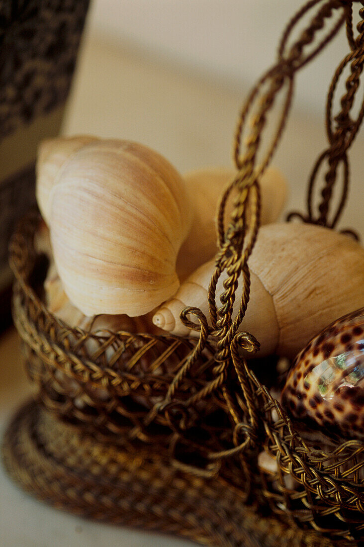 Große Muscheln im Korb