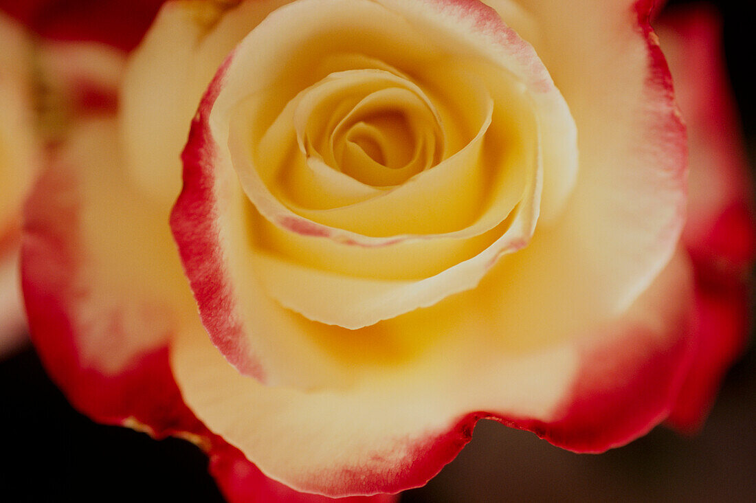 Eine rot-weiße Rose (Nahaufnahme)