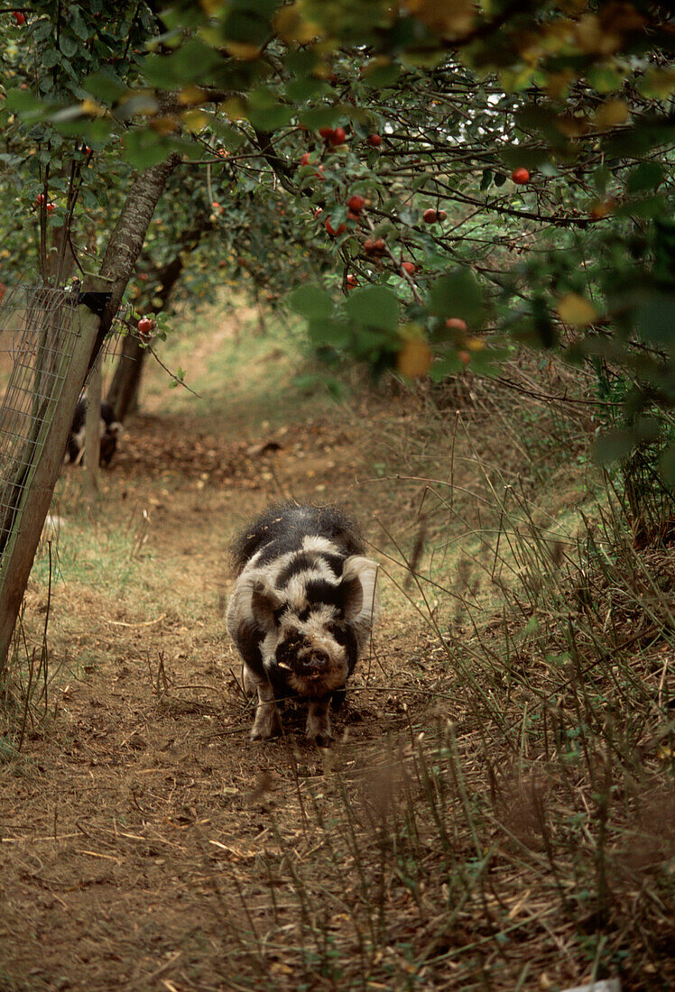 Black and white pig roaming an apple orchard