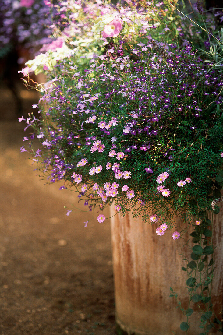 pretty purple mixed flowers in a terracotta plant pot