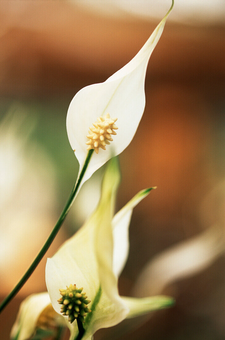 detail of white flower on a tropical plant