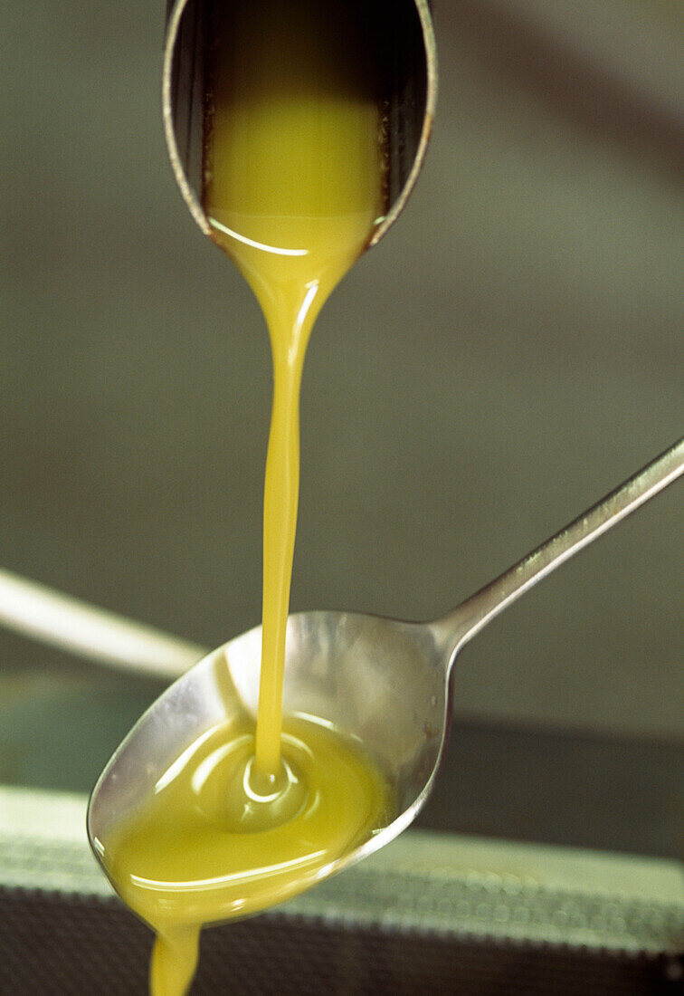 Cold Pressing Olives for Olive Oil Tuscany Italy