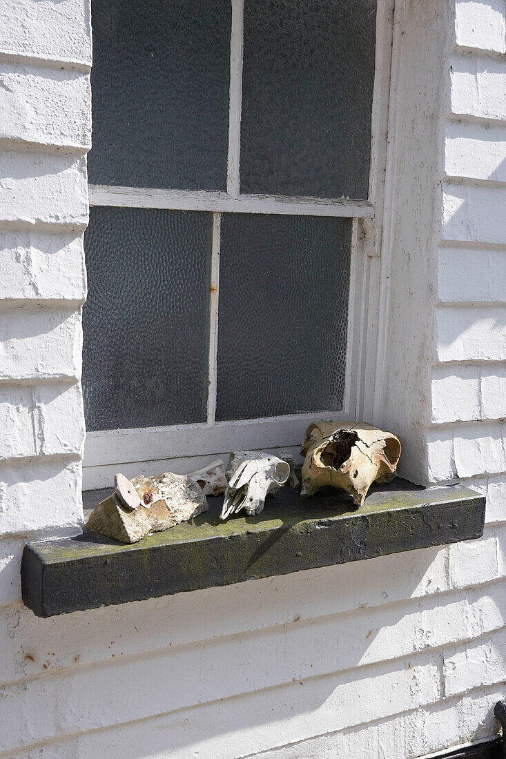Exterior window sill with animal skulls and driftwood