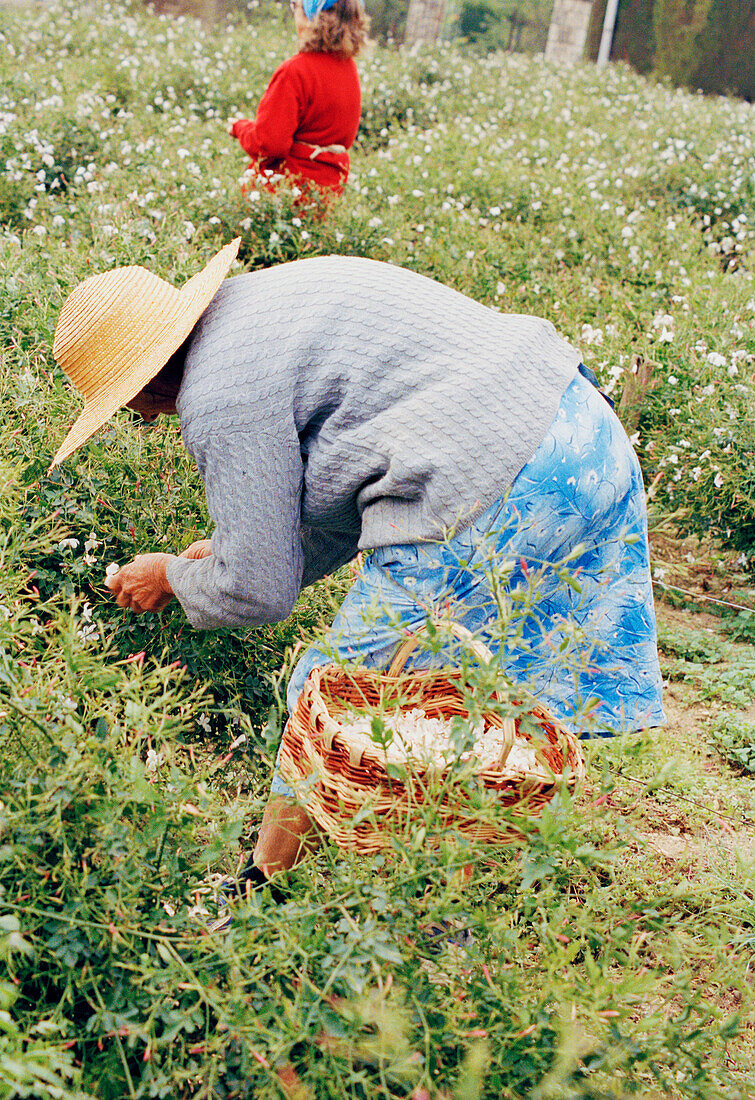 Jasmine Harvest in Grasse in France