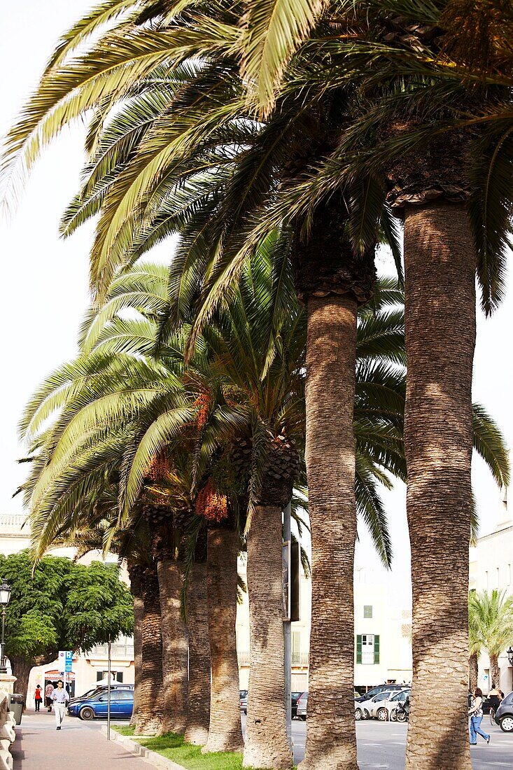 Menorca Scenes - Palm trees along street