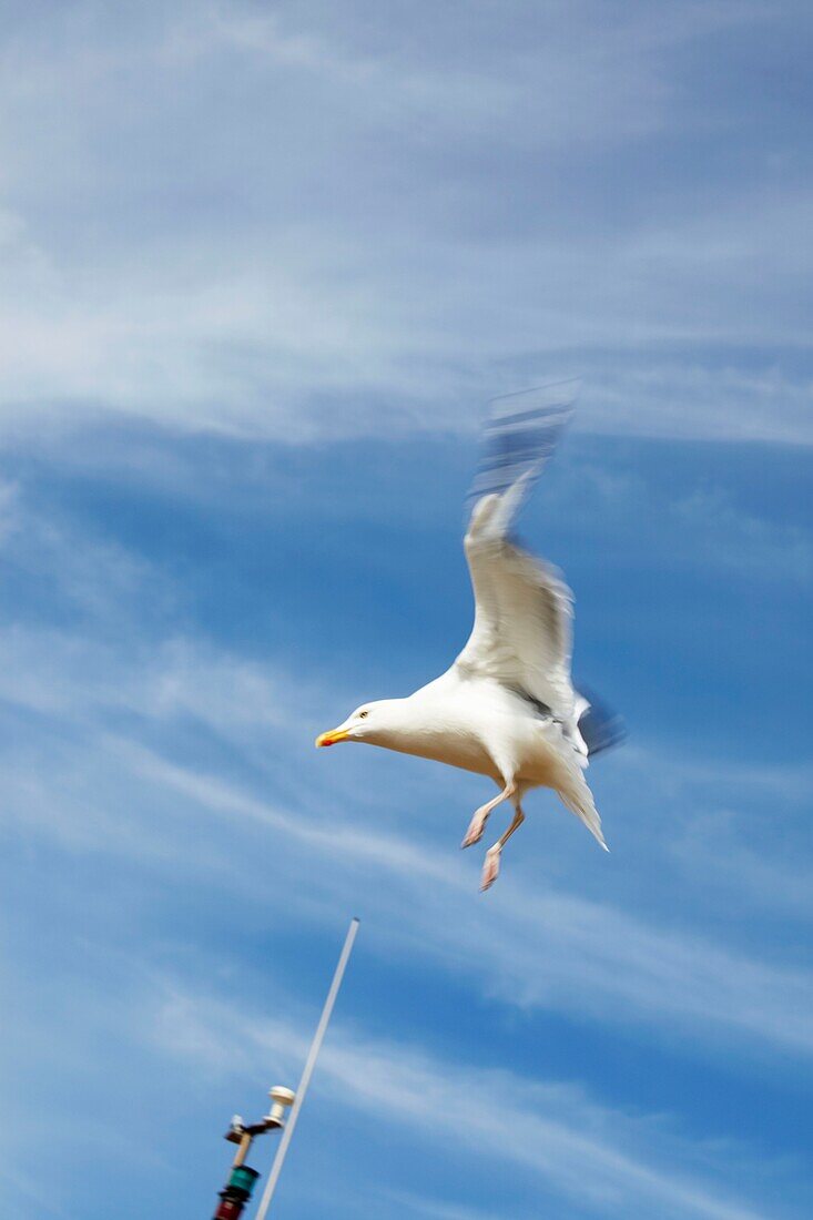 Möwe auf der Stade Old Town Hastings East Sussex