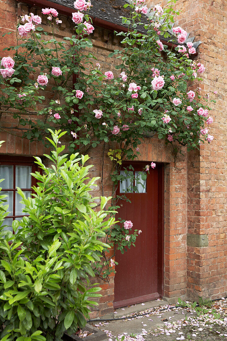 Front door of brick built house with climbing rose and shrubs