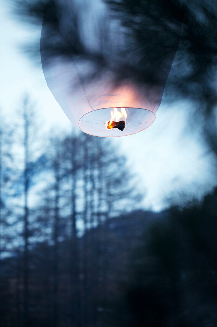 Chinese lantern taking flight in woodland of Zermatt, Valais, Switzerland