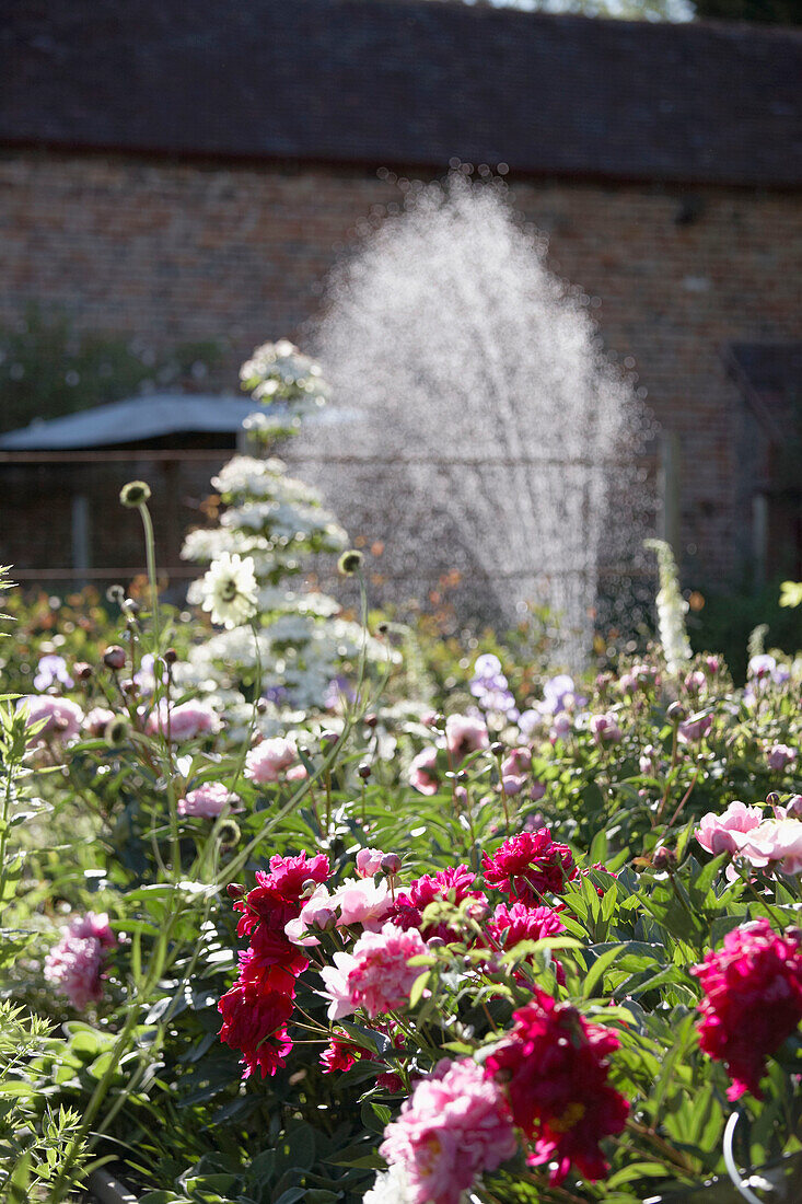 Established summer country garden