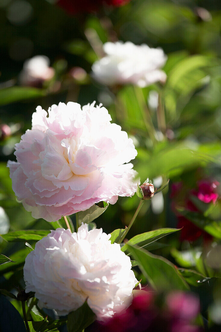 Eingerichteter Sommer-Landgarten