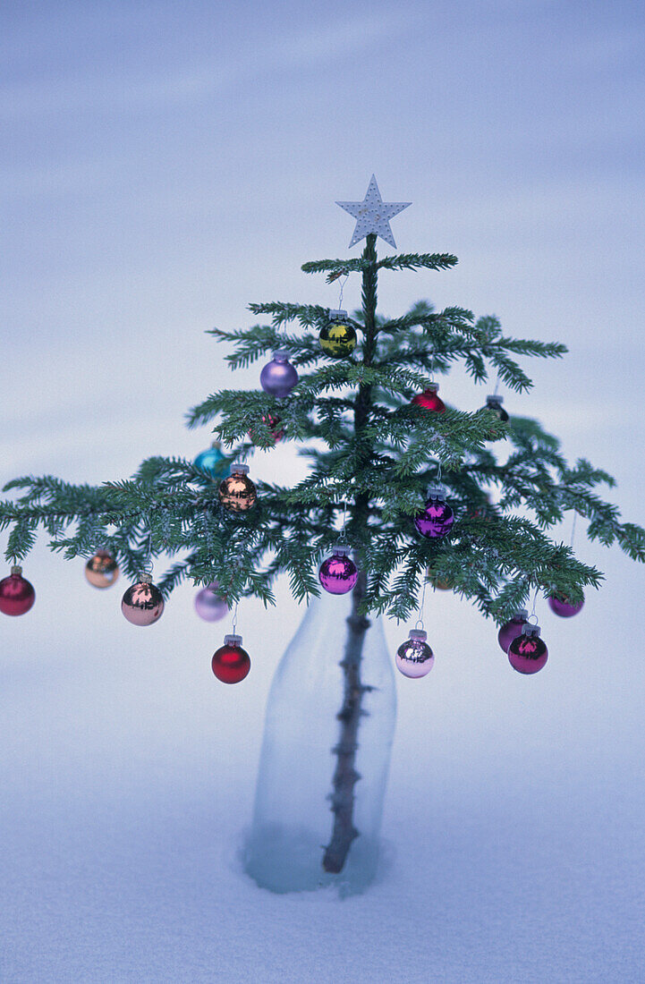 Decorated Spruce branch in a milk bottle