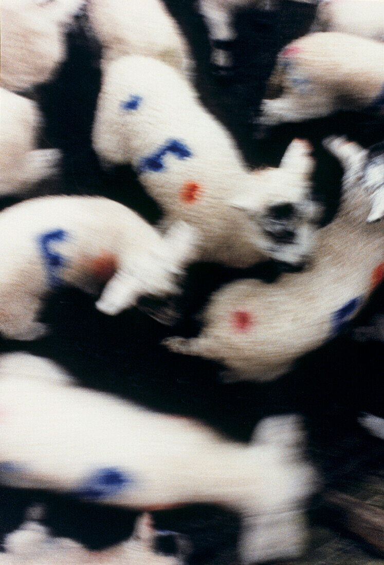 Flock of lambs