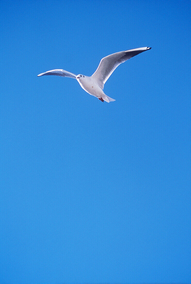 Seemöwe vor blauem Himmel