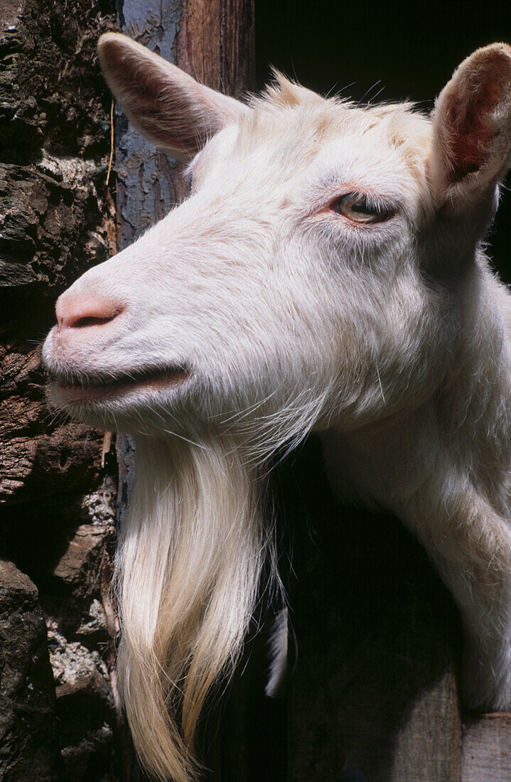 Close up of white goat