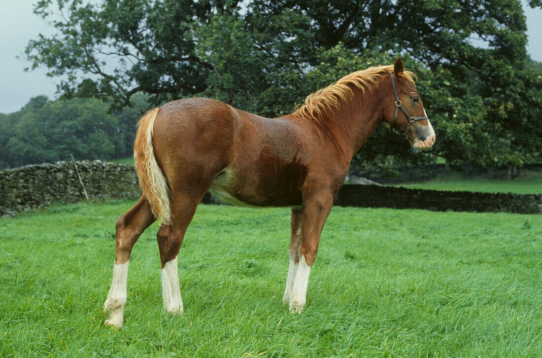 Young brown pony with white markings in a field