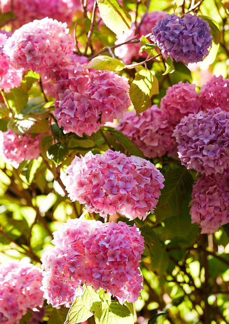 Nahaufnahme einer rosa Hortensie im sonnigen Garten, Evershot, Dorset, Kent, UK