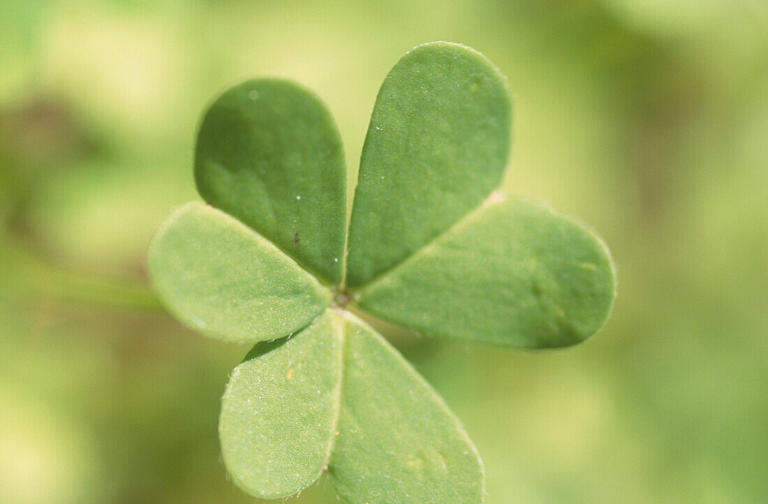 Pale green clover-like leaf