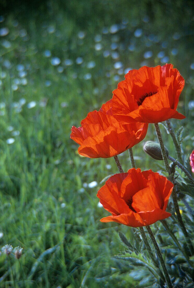 Mohnblumen auf einer Wiese