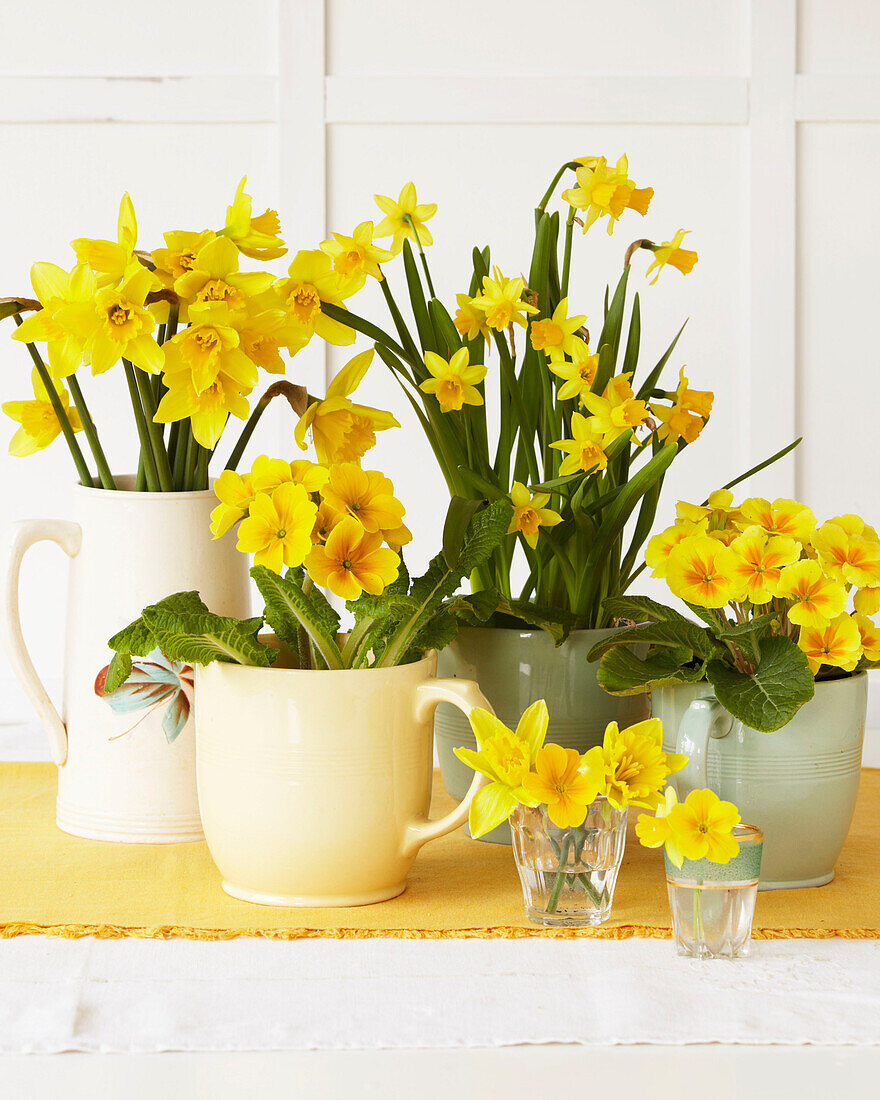 Daffodils and primulas in various vases on a table top