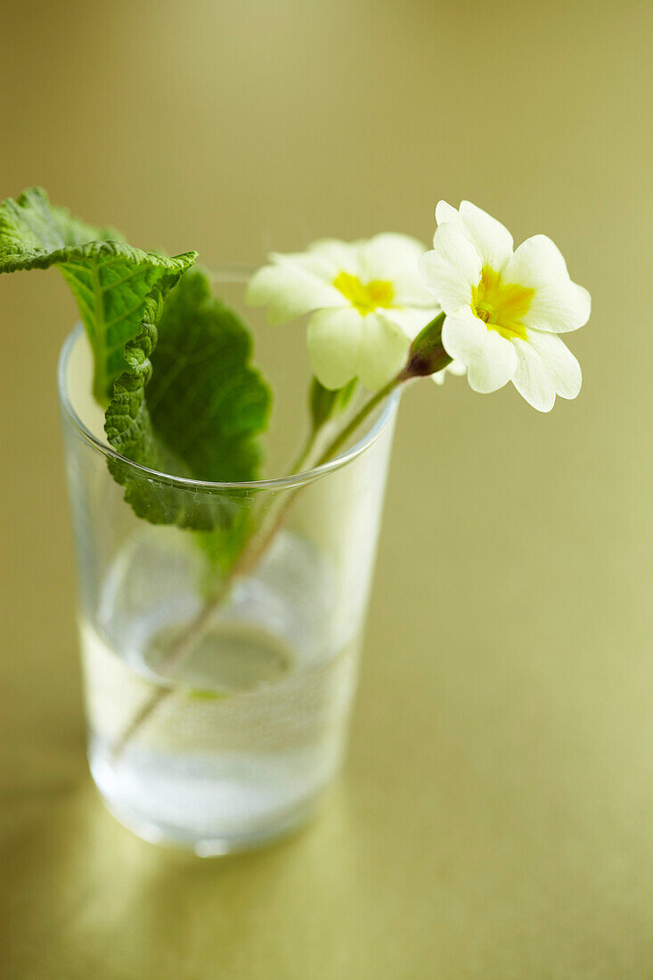 Primroses in a glass on a gold tabletop