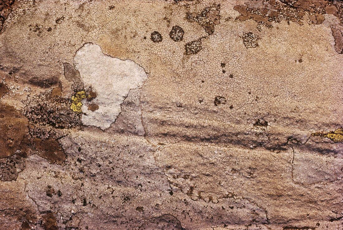 Close up of lichen on granite rocks