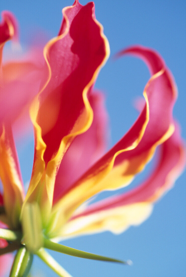 Glory-Lilie (Gloriosa superba 'Rothschildiana')