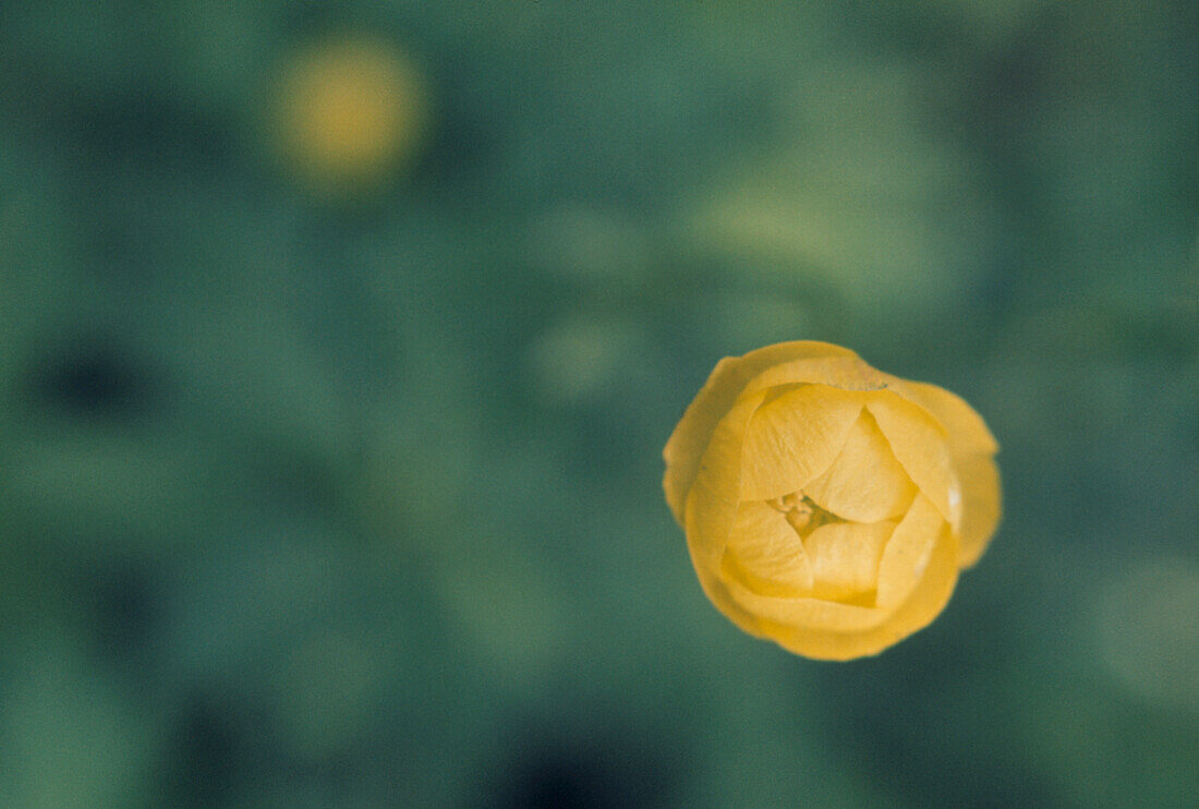 Wild yellow Buttercup (Ranunculus)