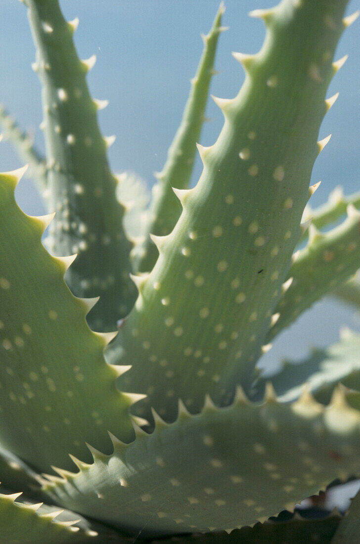 Sword-shaped grey-green leaves with spined margins of Aloe cactus