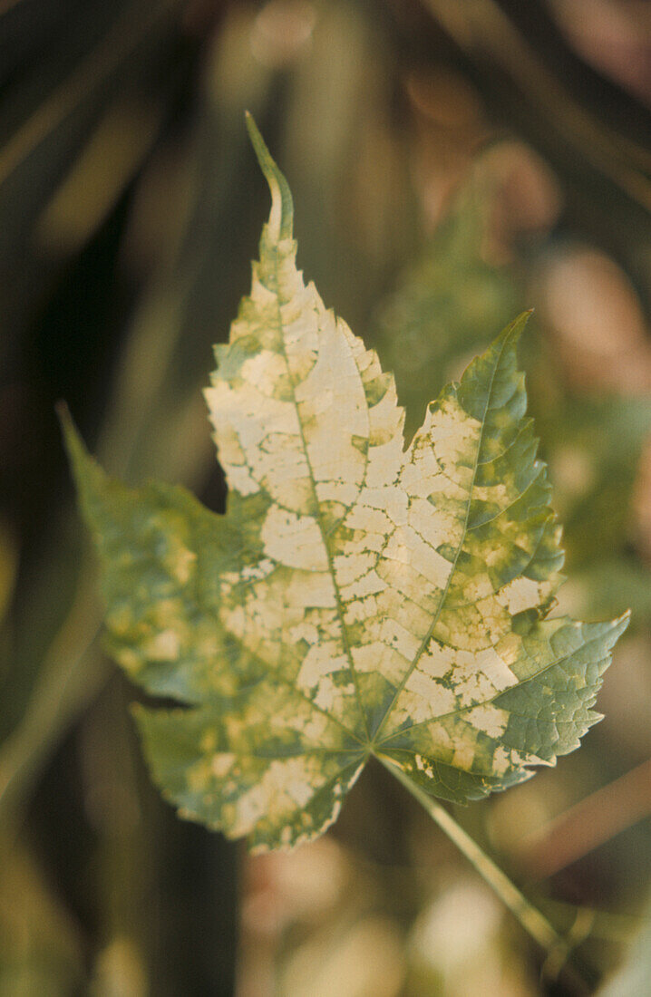 Close up of variegated green and white leaf