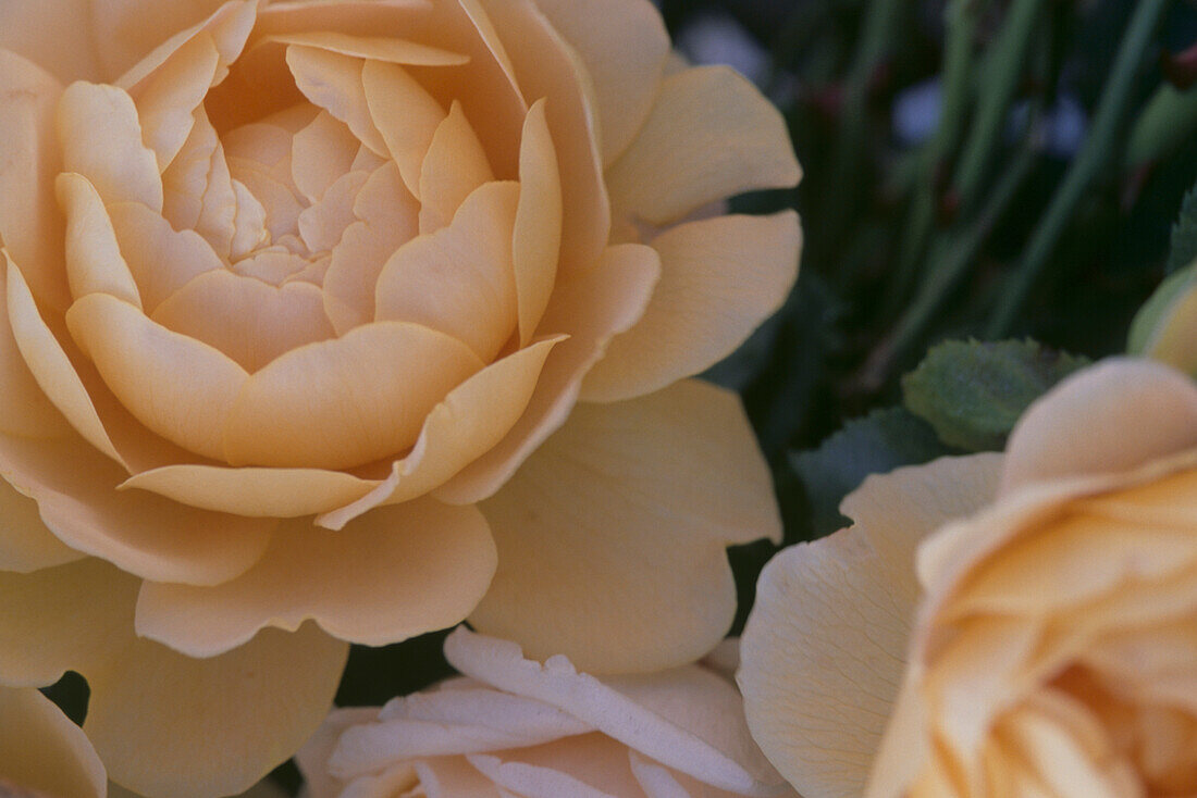 Creamy white noisette climbing rose 'Madame Alfred Carriere'