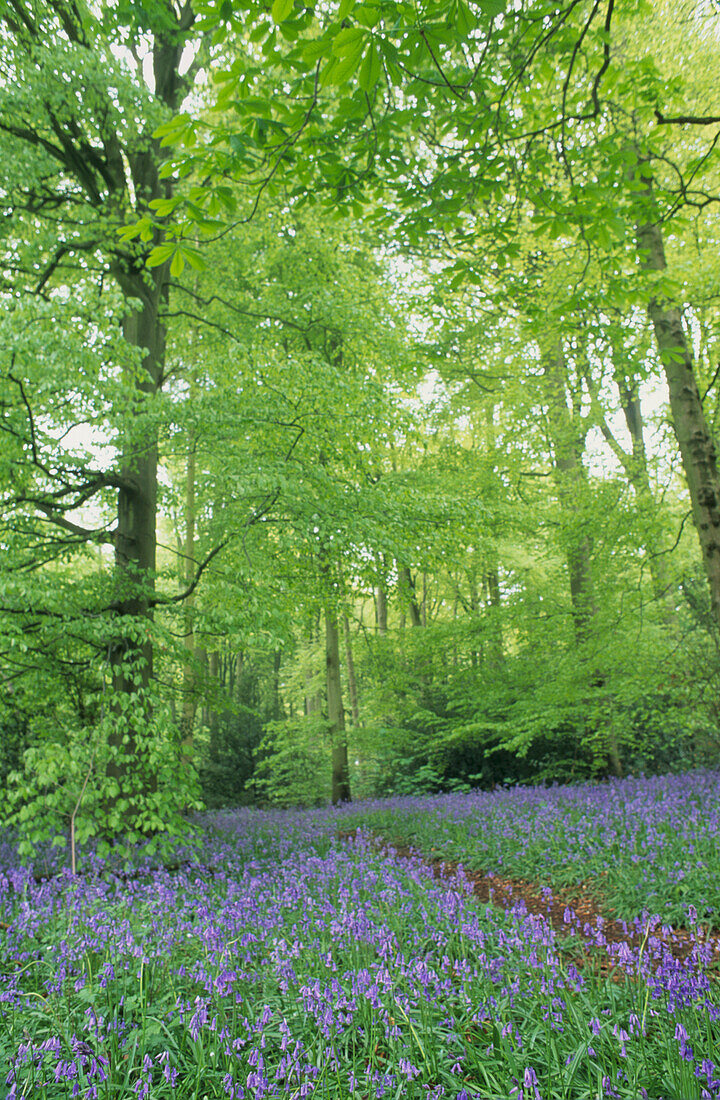 Bluebells flowering in Woodland in Spring