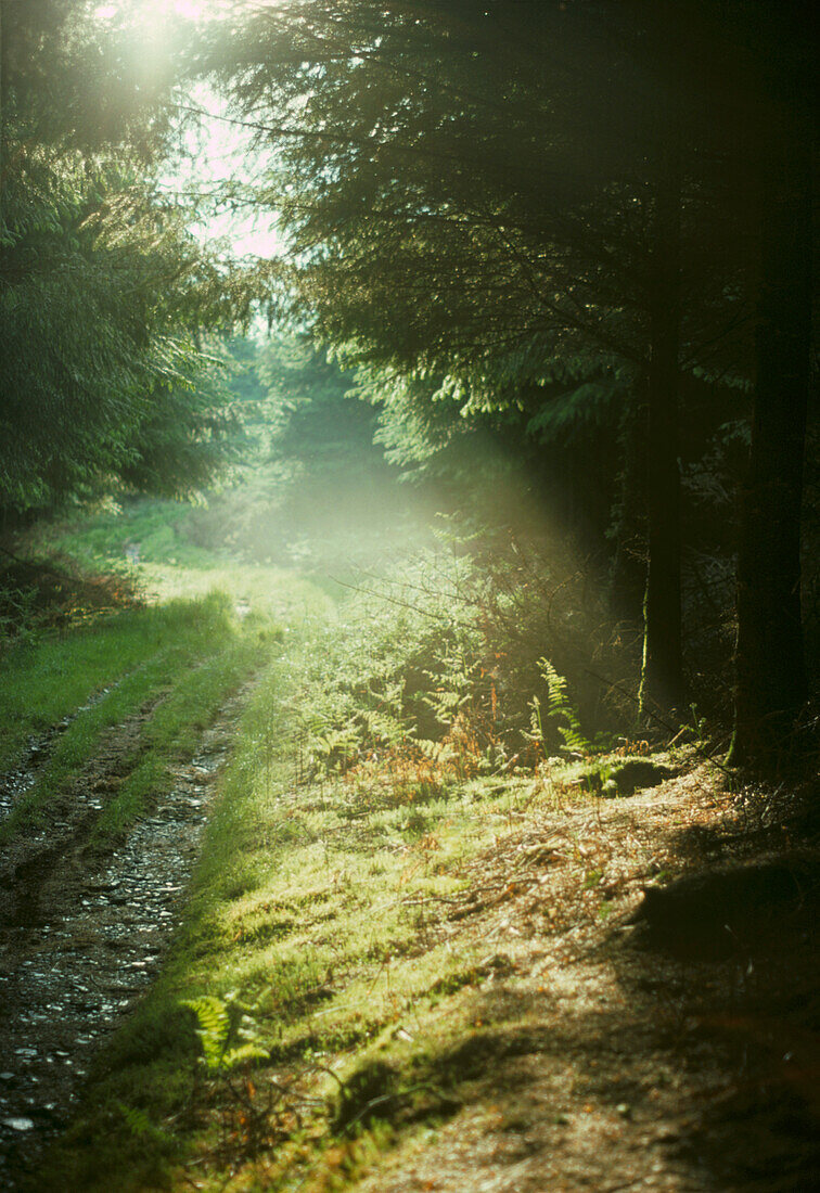 Woodland glade with hazy sunshine