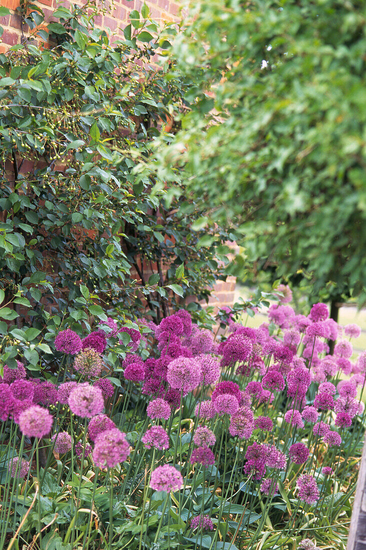 Under-planting of Allium stipitatum in a shaded border in front of an evergreen climber against a brick wall