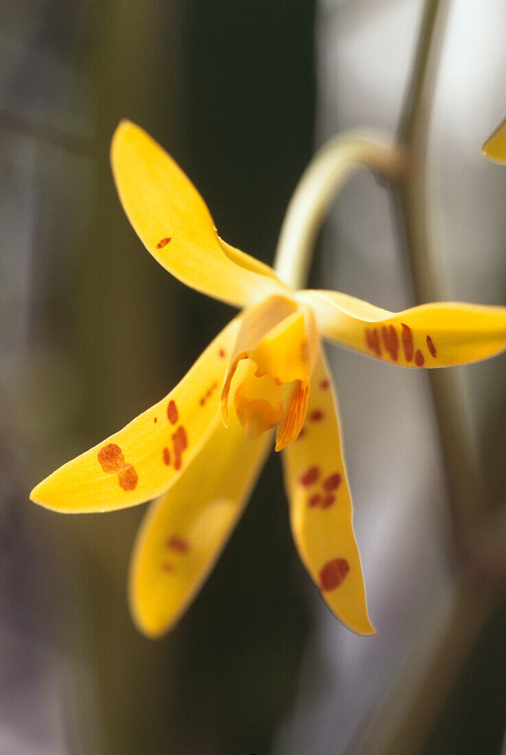 Gelbe gefleckte Orchidee (Phalaenopsis cornu-cervi)