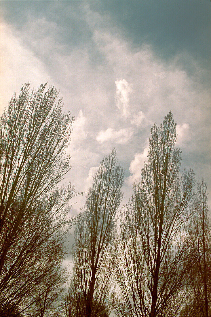 Pappelbäume im Winter