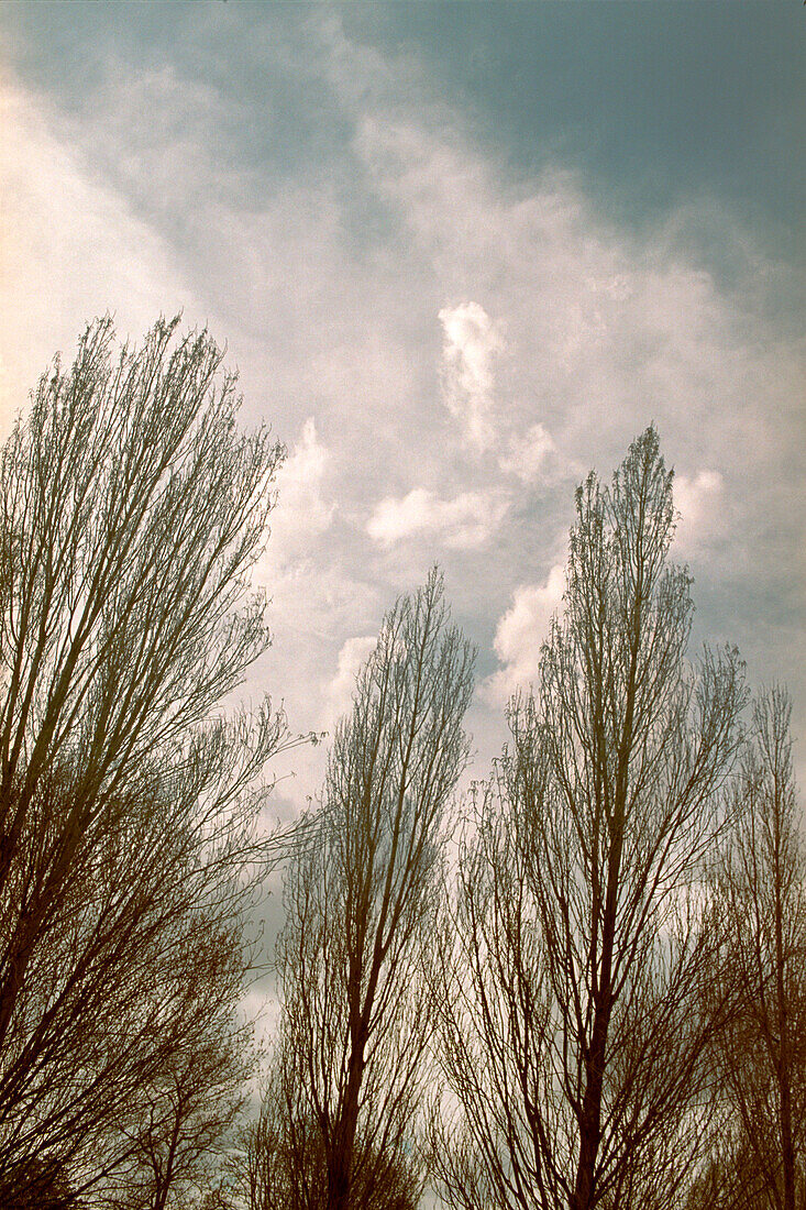 Poplar Trees in Winter