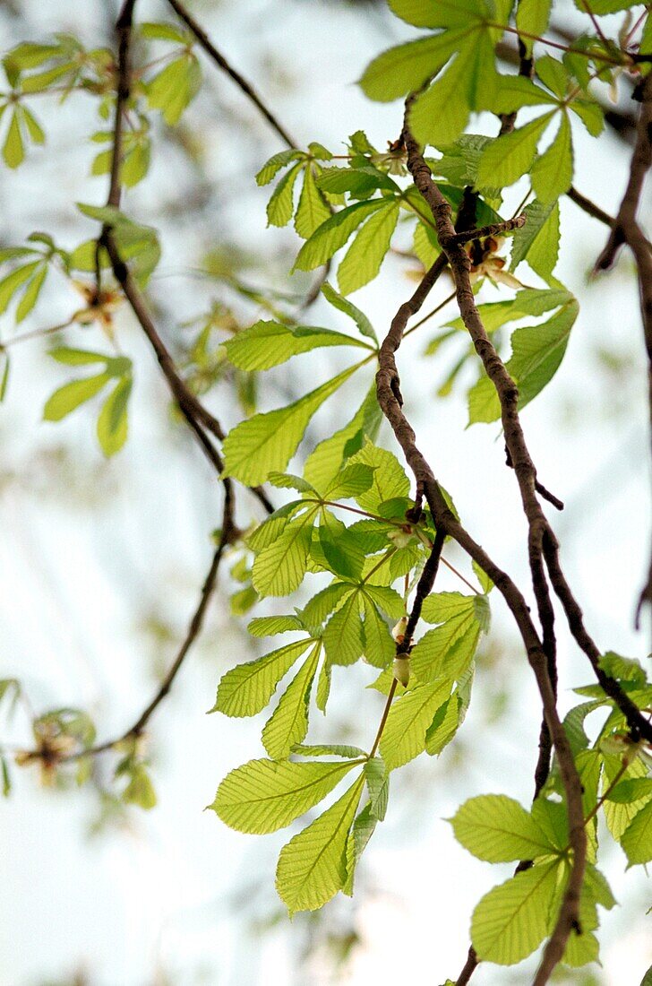 Horse Chestnut branches in the Spring