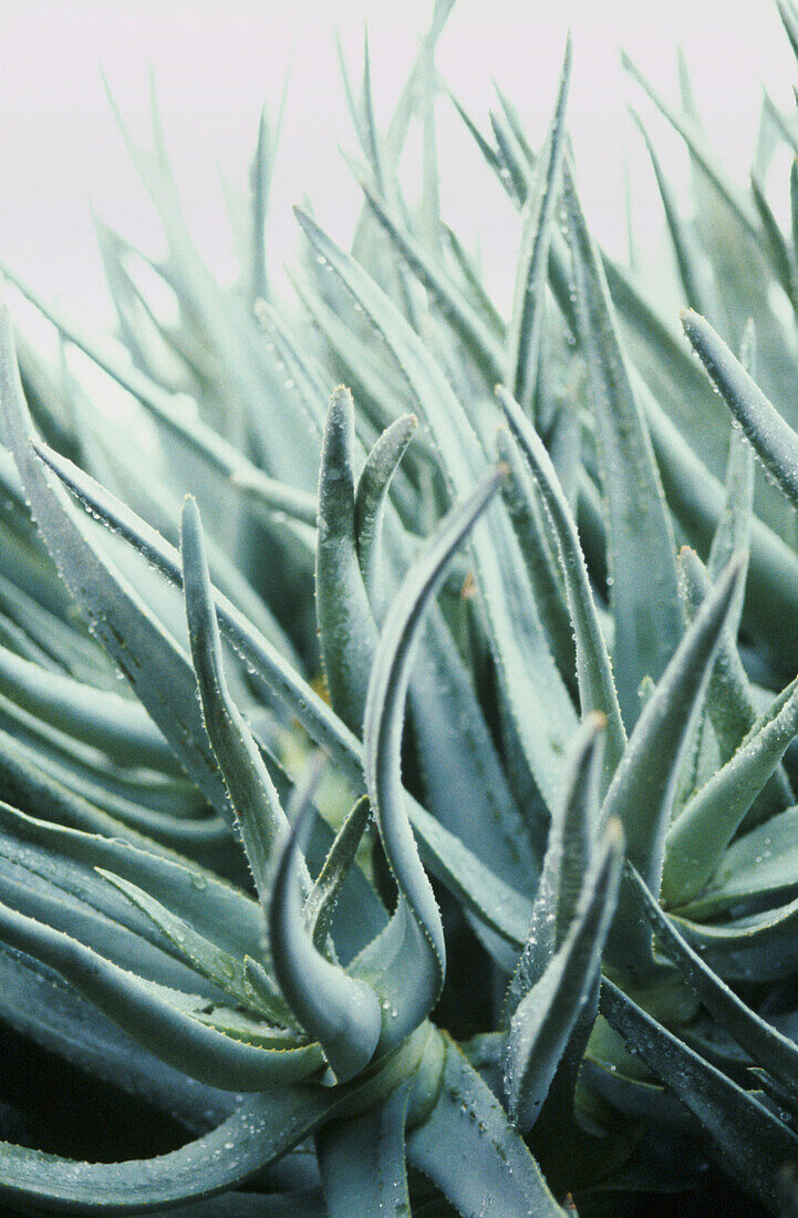 Sword like leaves of silver green Aloes