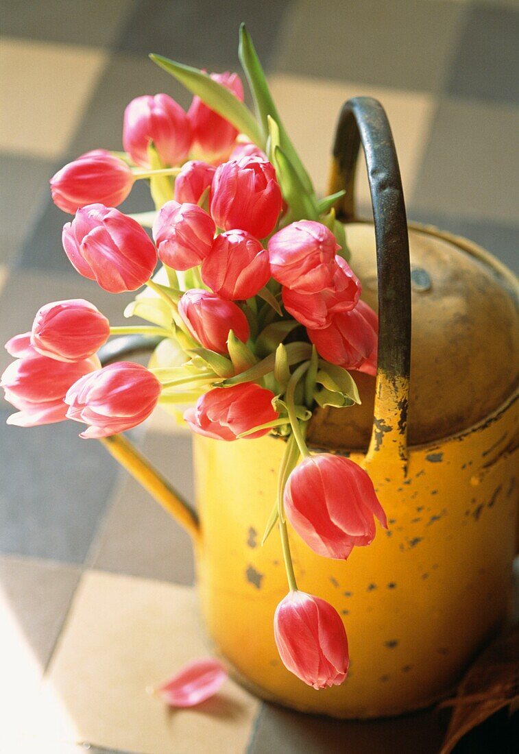 Red tulips in worn yellow watering can