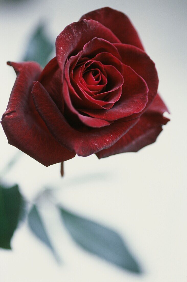 Red rose