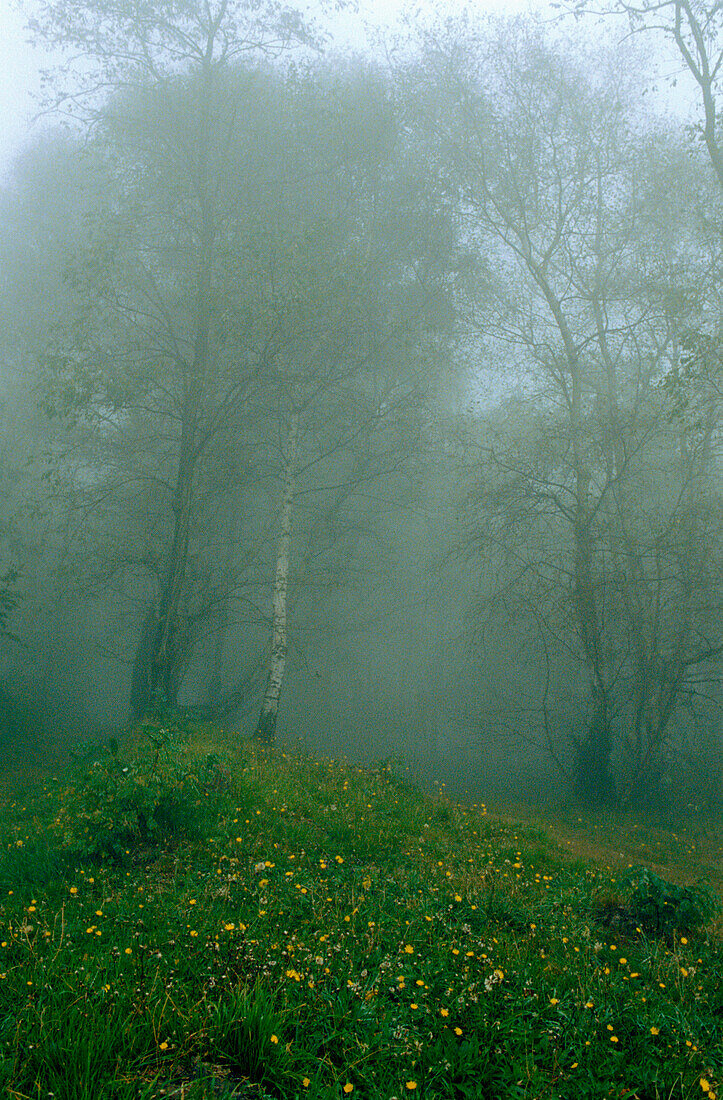 In Meeresnebel gehüllte Silberbirken in der Nähe von San Sebastian