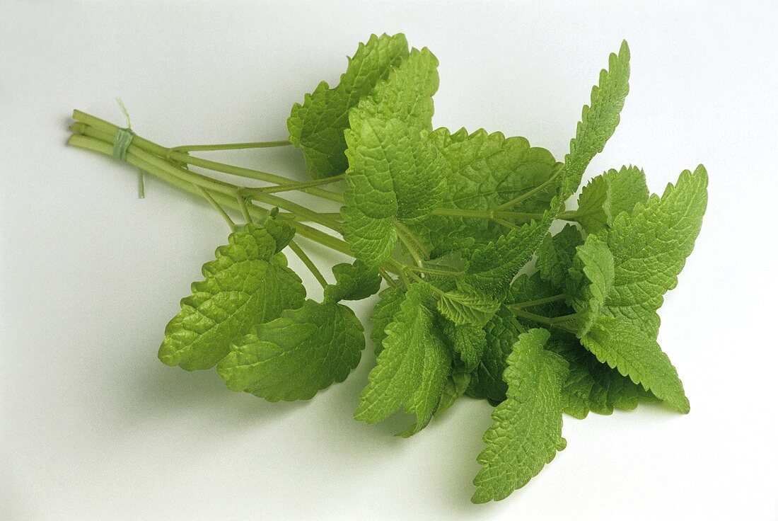 Lemon balm sprigs in a bunch (Melissa officinalis)