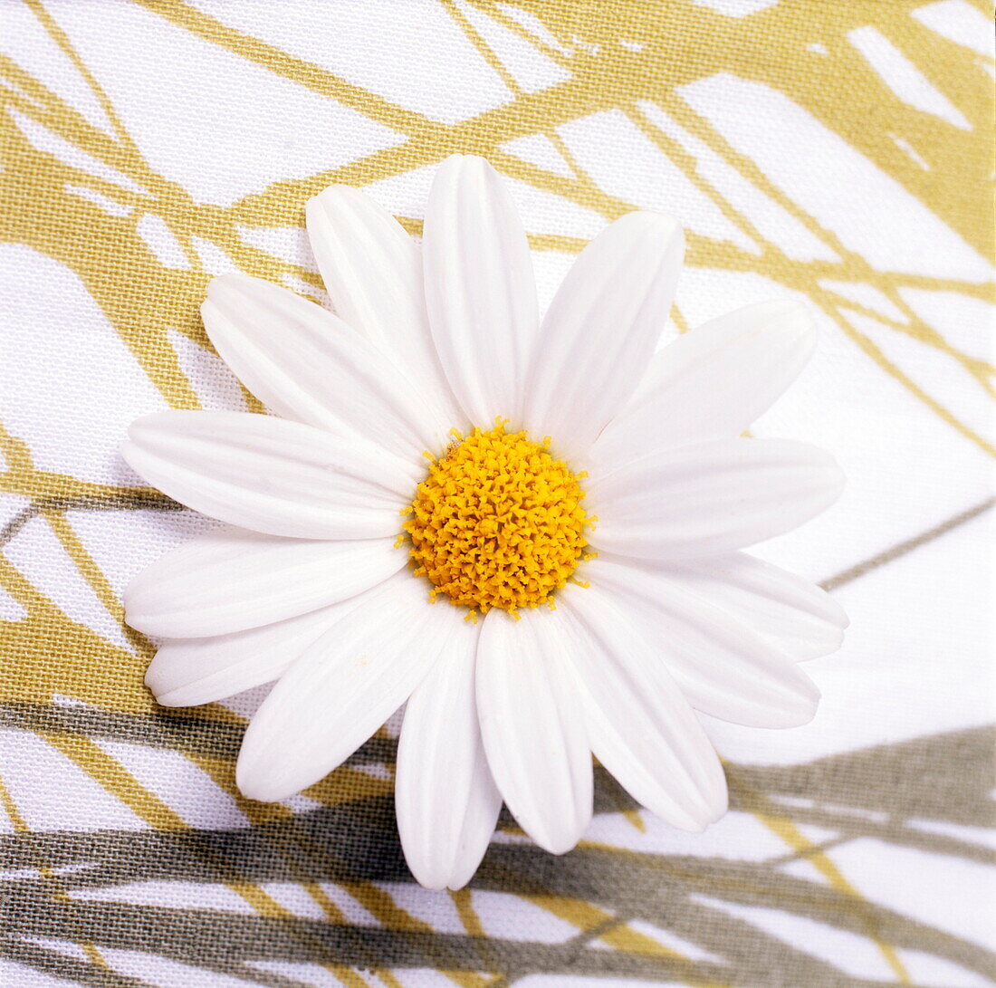 Daisy (innocence and beauty) against a fabric background of printed grasses