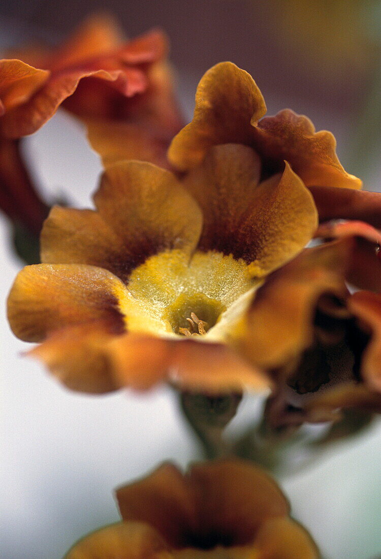 Auriculas (Artists Painting)