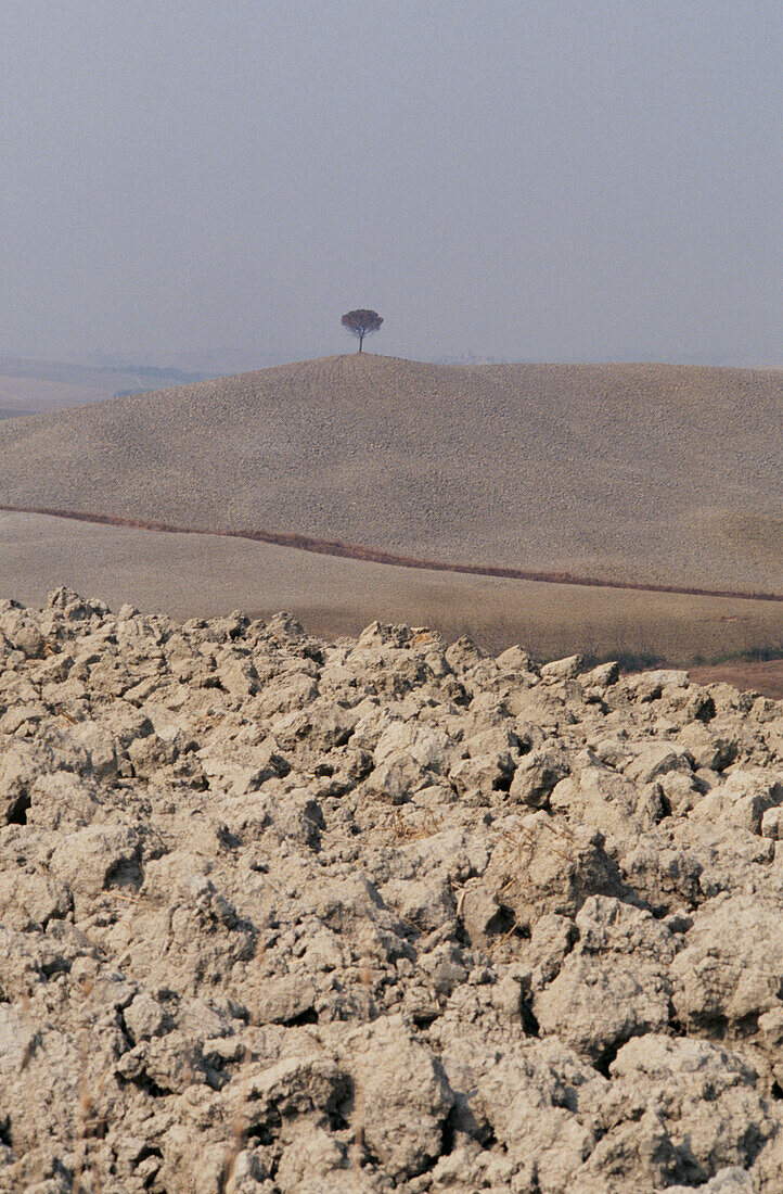 Einzelner Baum steht auf einer Hügelkuppe über gepflügten Feldern