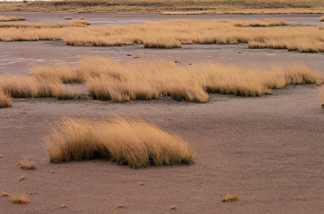 Grasses poking through the dry bushveld of the Kalahari Desert Botswana