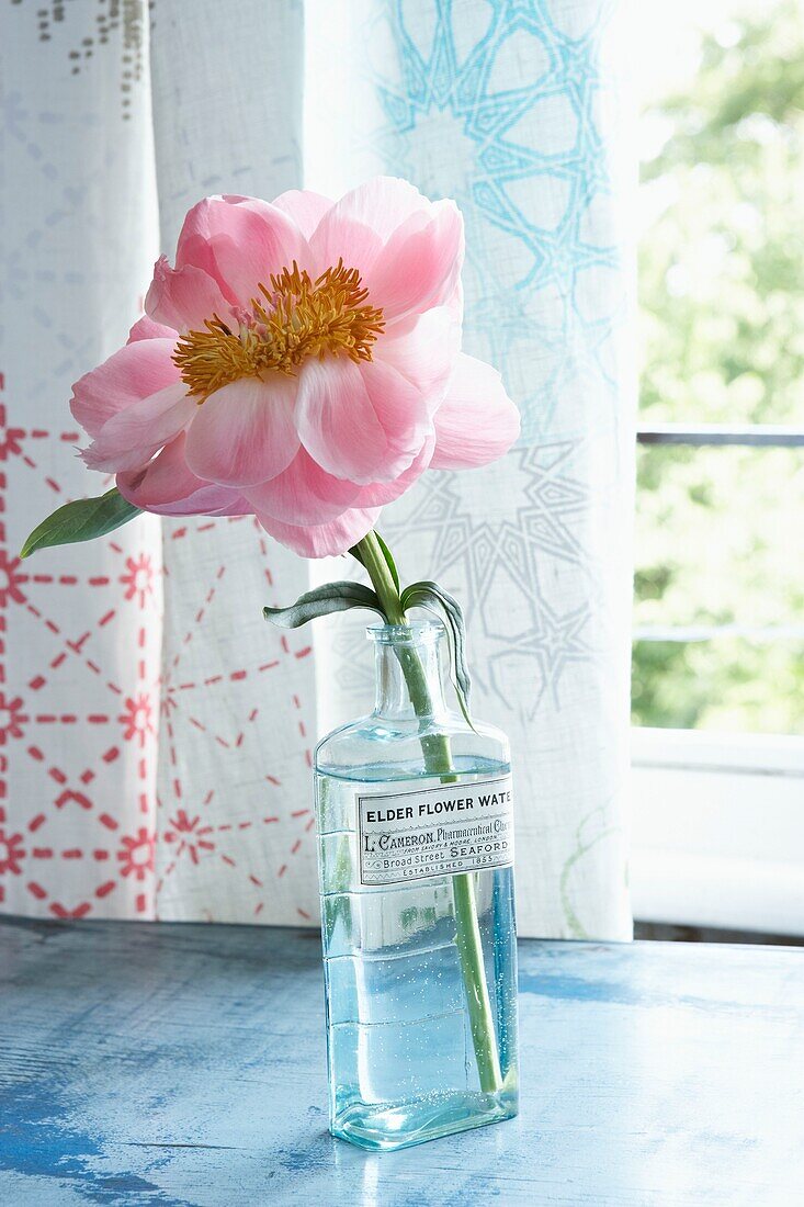 Single stem flower in glass bottle on  London windowsill