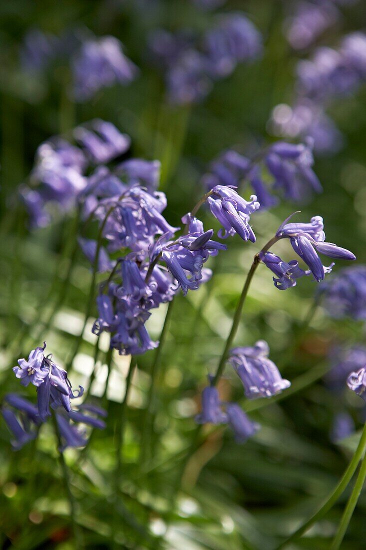 Im Sonnenlicht blühende Glockenblumen (Hyacinthoides non-scripta) London UK