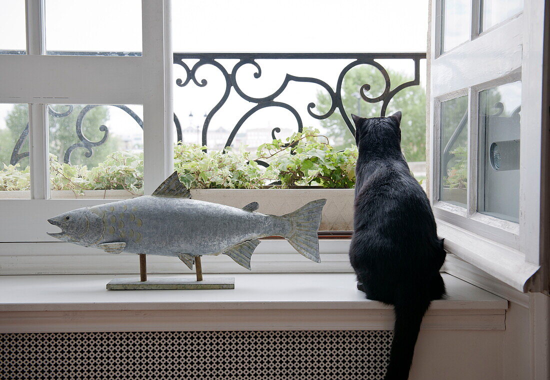 Black cat sitting on window ledge next to mounted fish,  Bordeaux apartment building,  Aquitaine,  France