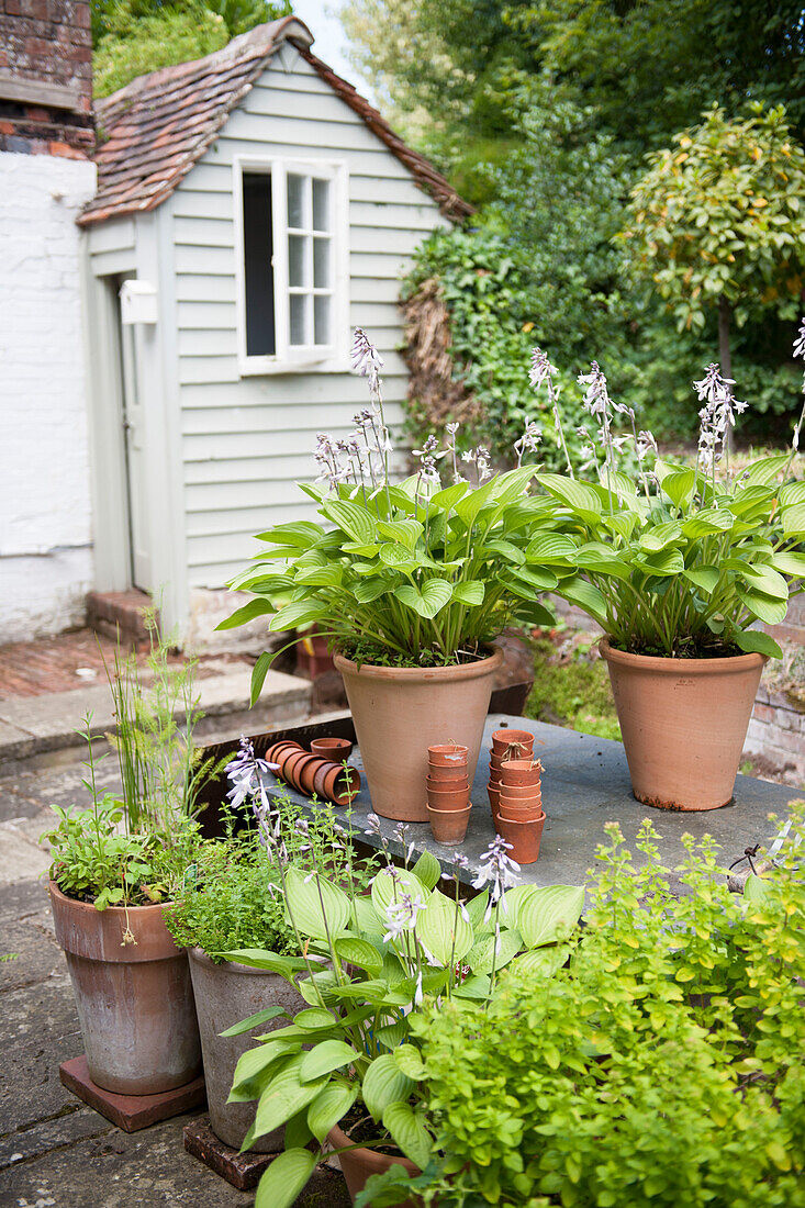 Potted plants on patio with shed in Kent garden  England  UK